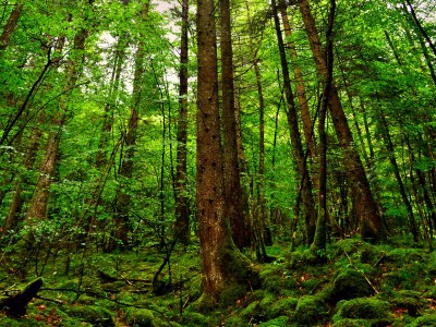 有无糖的孕妇奶粉推荐吗（无糖孕妇奶粉十大排名）