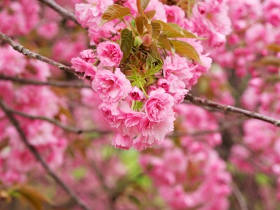 医院试管婴儿攻略（医院试管流程）