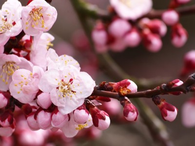 在美国做试管婴儿大概多少钱（在美国做试管婴儿需要多少钱）