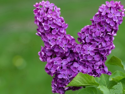 泰国第三代试管婴儿价格（泰国第3代试管）