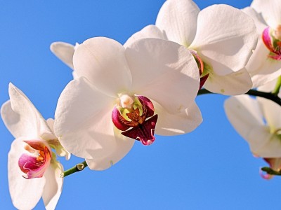 传给你健康牛宝宝（传给你健康牛宝宝视频）