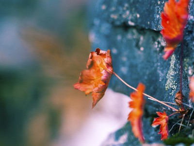 试管婴儿生双胞胎多少钱（做试管生双胞胎的几率有多大）