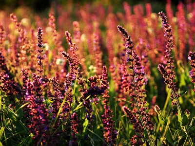 南京有没有好点的捐卵机构，捐卵试管流程图解！